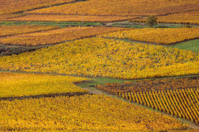 Brightly colored vineyard in burgundy near buxy in saône-et-loire in autumn