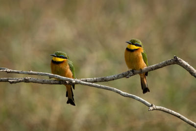 Little bee-eaters mirror each other on branch