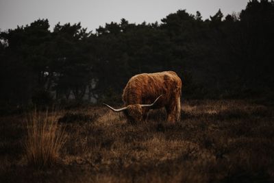 Scottish highlander grazing in a field