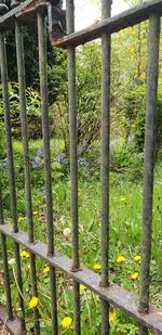 Trees growing on field in forest