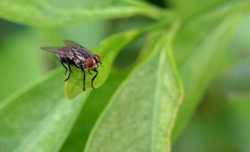 Close-up of fly on leaf