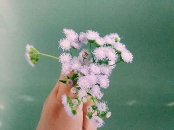 Close-up of hand holding flowering plant