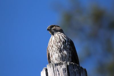 Low angle view of bird perching against clear sky