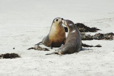 Love and seals