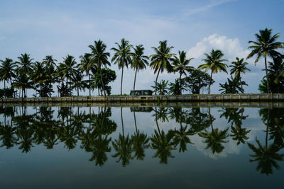 Palm trees by lake against sky