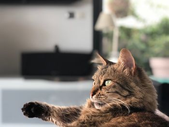 Close-up of a cat looking away at home