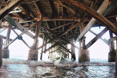 Bird standing in shallow water below pier