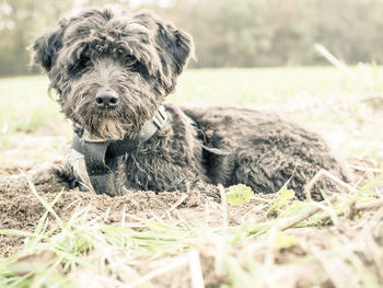 Portrait of dog sitting on field