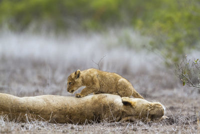 View of a cat relaxing on field