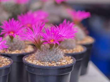 Close-up of potted plant for sale