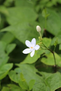 Close-up of white flowering plant