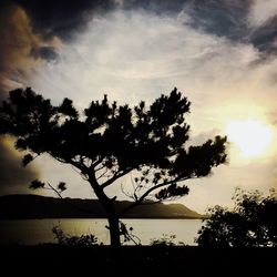 Silhouette of trees at sunset