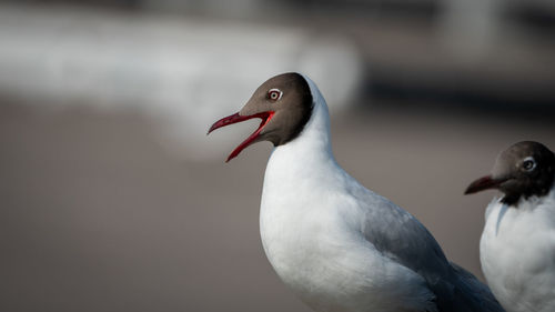 Close-up of a bird