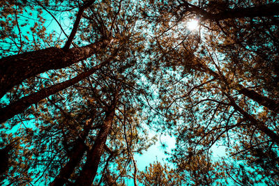 Low angle view of trees against sky