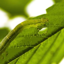 Close-up of insect on leaf