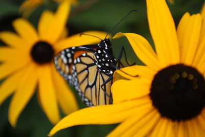 Close-up of butterfly on yellow flower