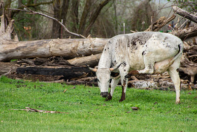 View of a cow on a field