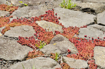 High angle view of red flowering plant on rock