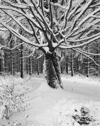 Tree in snow covered field