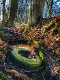 Moss growing on tree trunk in forest