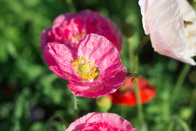 Close-up of pink rose flower