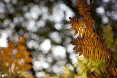 Close-up of caterpillar on tree