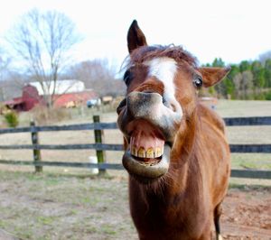 Close-up of horse on field