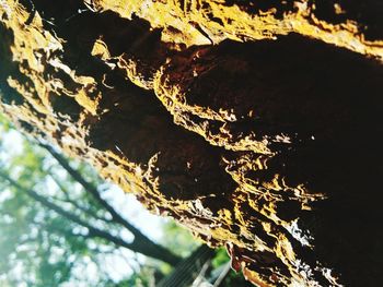 Close-up of tree trunk