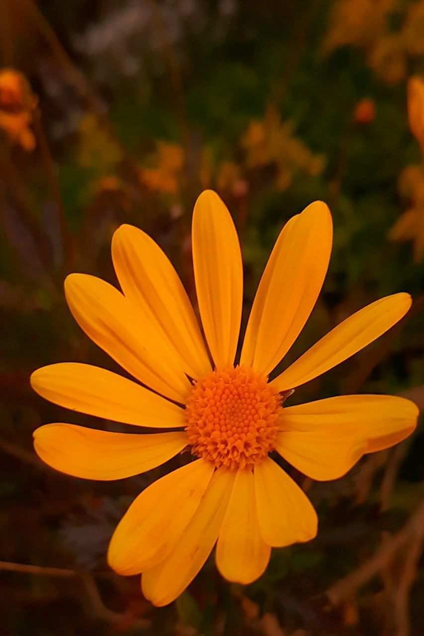 CLOSE-UP OF YELLOW FLOWER BLOOMING