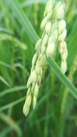 Close-up of plant