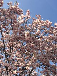 Low angle view of cherry blossom tree