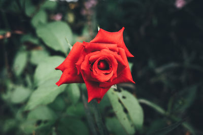 Close-up of red rose