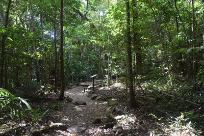 Trees in forest