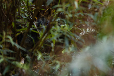 Close-up of a reptile on a field