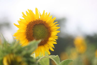 Close-up of yellow sunflower