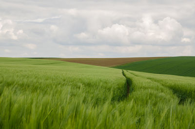 Scenic view of agricultural field against sky