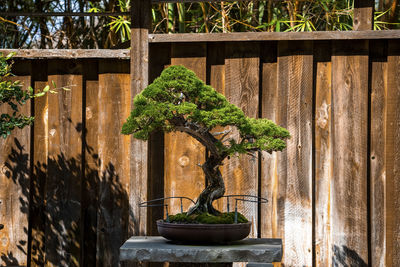 Bonsai tree growing on stone in yard with wooden fence in the background