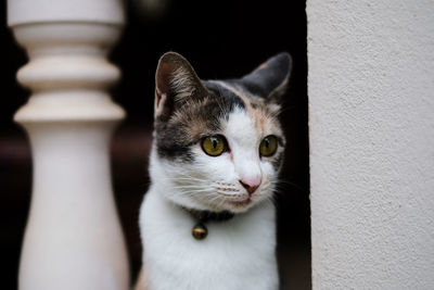 Close-up of cat