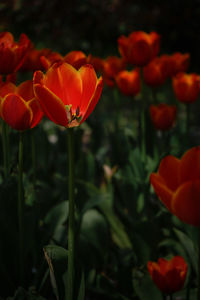 Close-up of red flowering plant