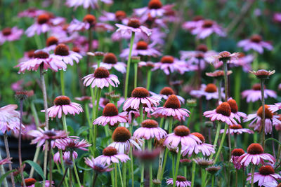 Close-up of pink flowering plants on field