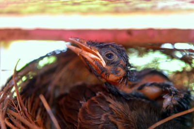 Close up of a bird