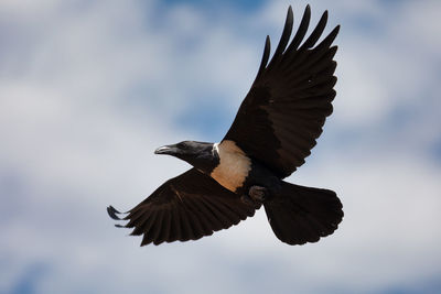 Low angle view of eagle flying against sky