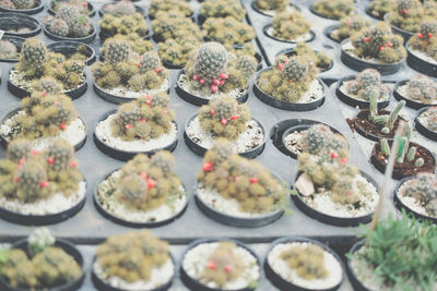 High angle view of potted plants at market stall