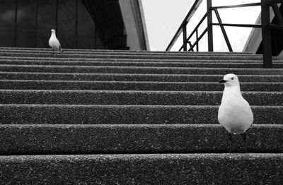 Seagull perching on staircase