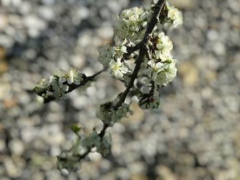 Close-up of white cherry blossom tree