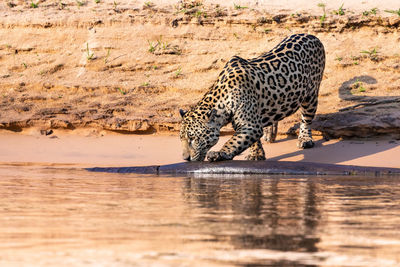 View of a drinking water