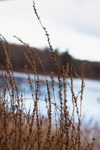 Lakeside in the fall