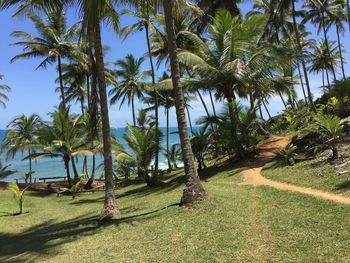 Palm trees on beach against sky