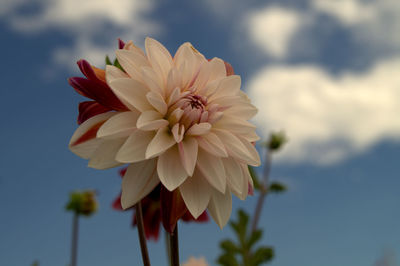 Close-up of dahlia against sky