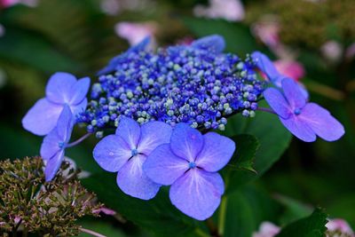 Close-up of purple flowers